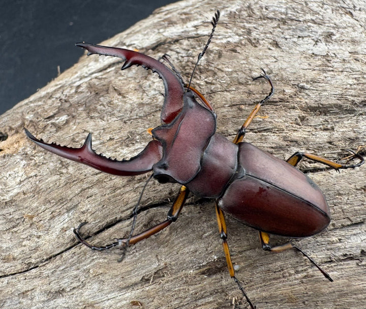 【WD】《マラッシミヤマ（マラッツィミヤマ） 48.5mm ペア》