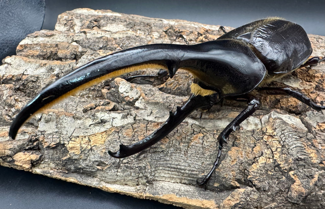 《ヘラクレス・ヘラクレス 145mm ペア》