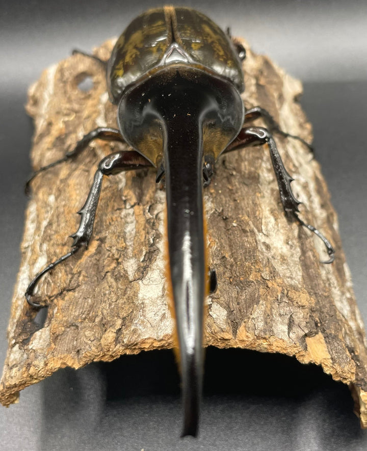 即ブリ《ヘラクレス・ヘラクレス 158mm ペア》