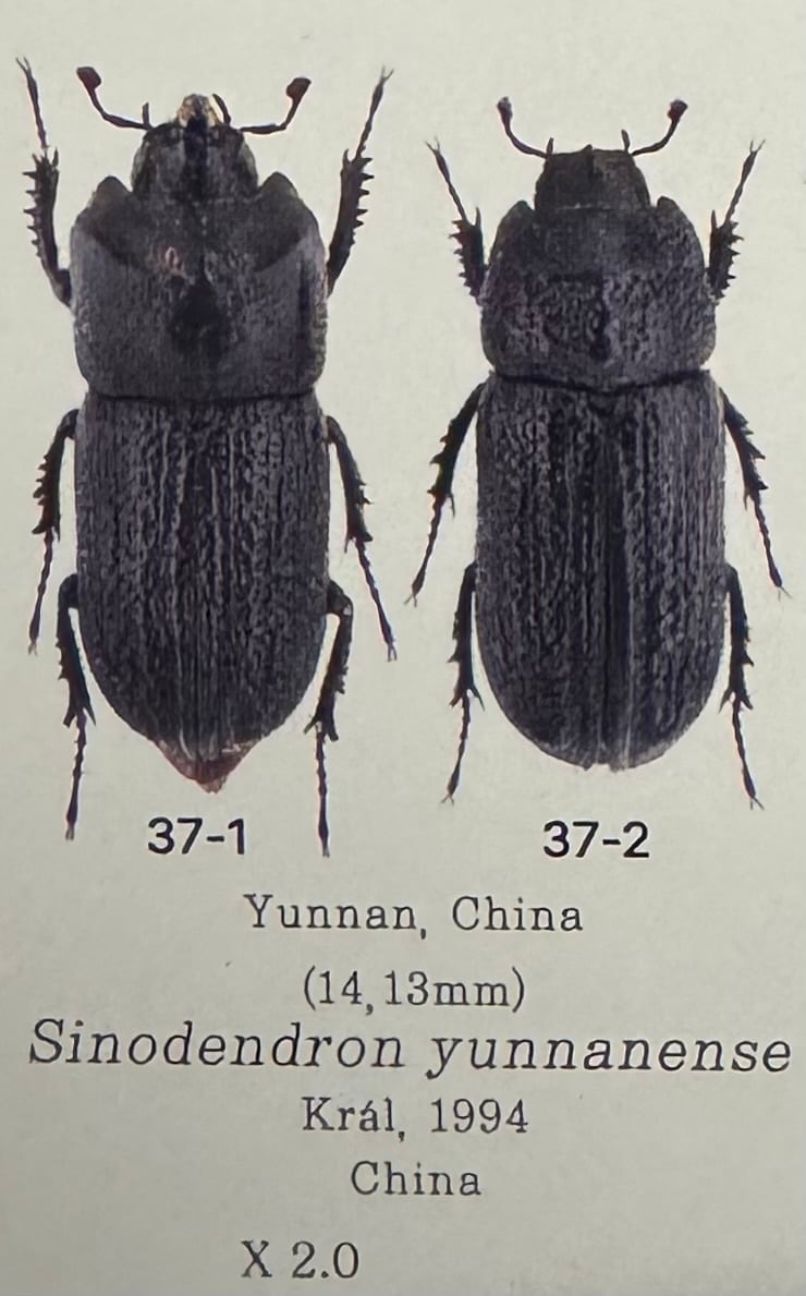【WD】《ウンナンイッカククワガタ ペア》