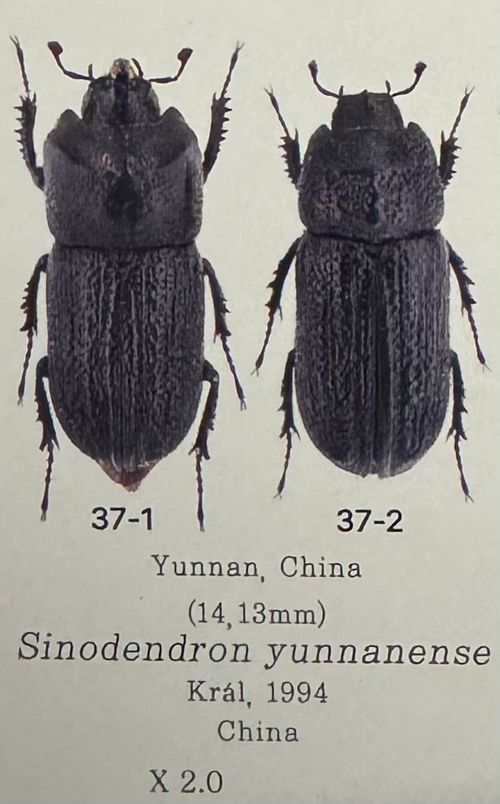 【WD】《ウンナンイッカククワガタ ペア》