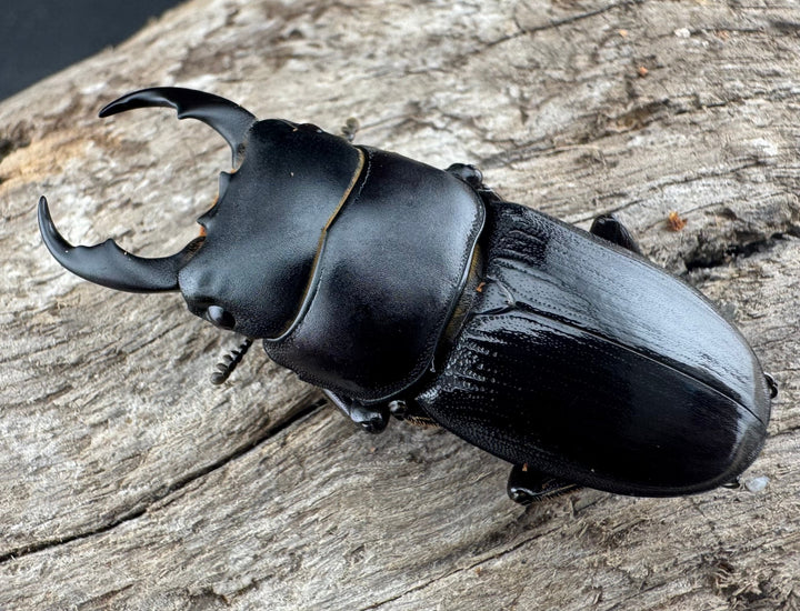 【WD】《ドルクス ラエビドルシス 四川省産 37mm ペア》