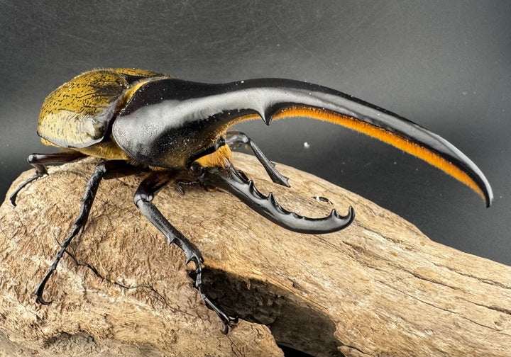 《ヘラクレス・ヘラクレス 143mm ペア》