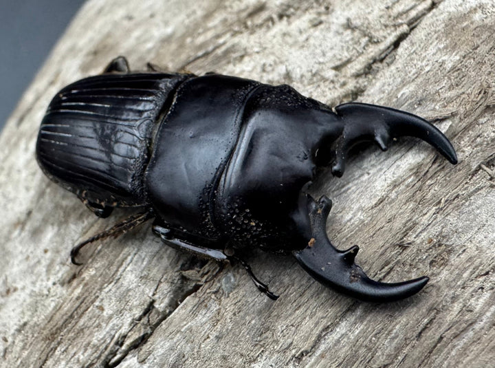 【WD】《フィリピンネブト亜種バンガイエンシス 33mm ペア》