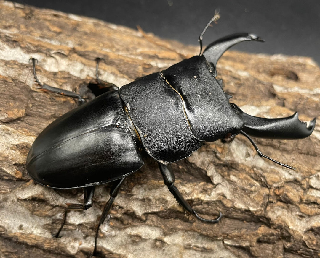 【WD】大型《ネバービスカヤヒラタ（カヤパヒラタ） 85mm ペア》