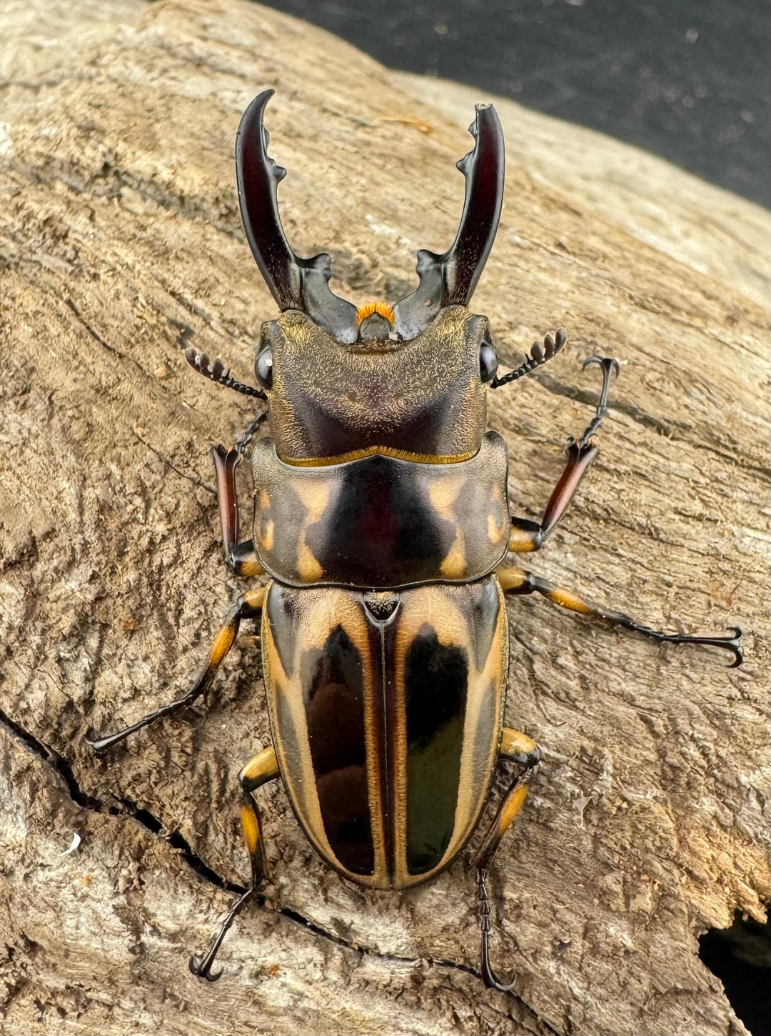 【WD】《ゼブラノコギリクワガタ原名亜種 41.5mm ペア》