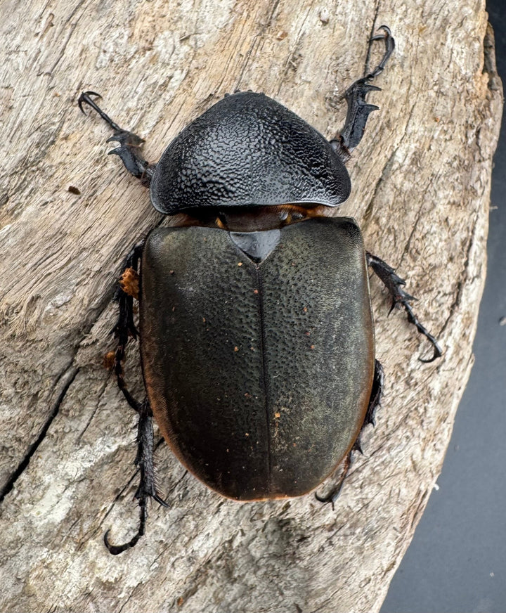 【WD】《ジャワコーカサスオオカブト 104mm ペア》