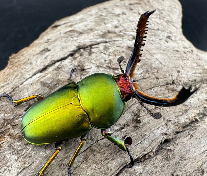 【WD】《パプアキンイロクワガタ アルファック産 39mm ペア》