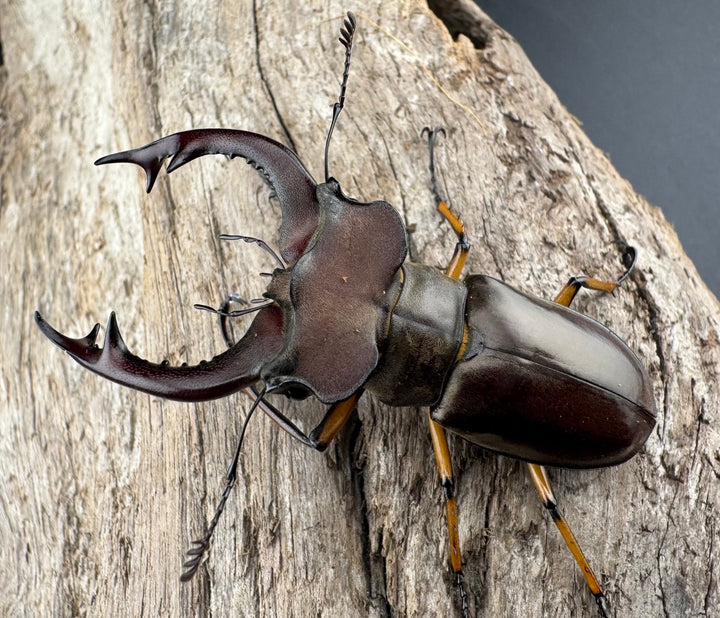 【WD】《フェアメイルミヤマ 雅安市産 56.5mm ペア》