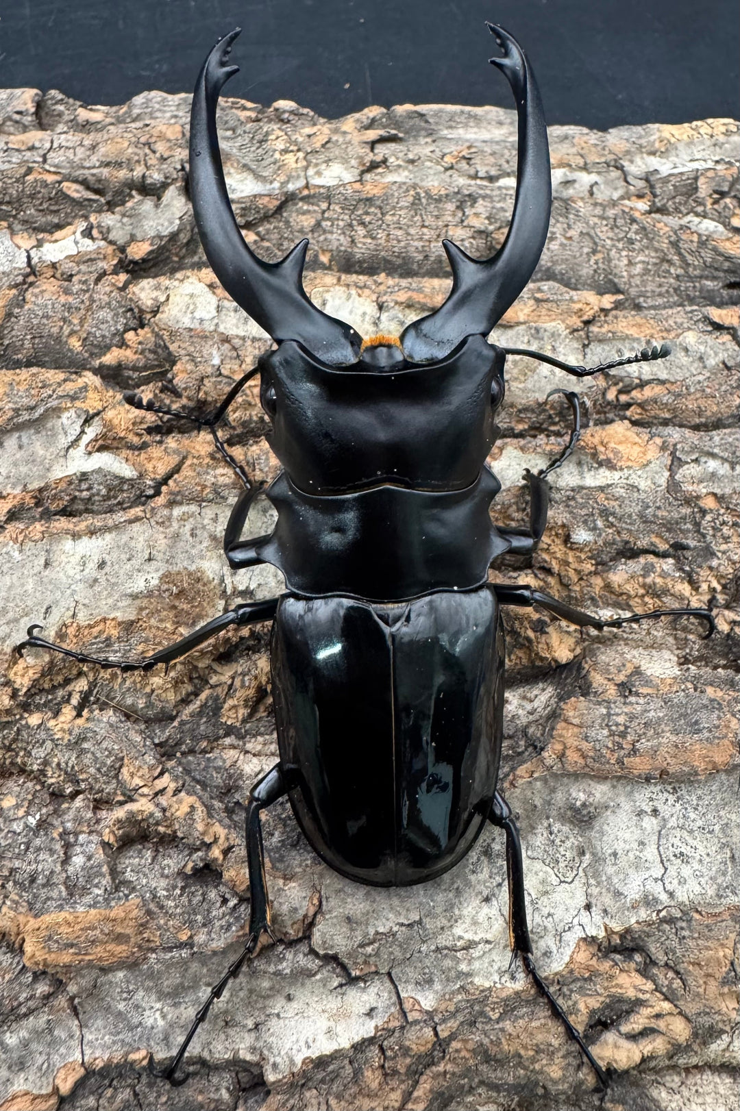 【WD】《インターメディアツヤクワガタ ネグロス産 98mm ペア》