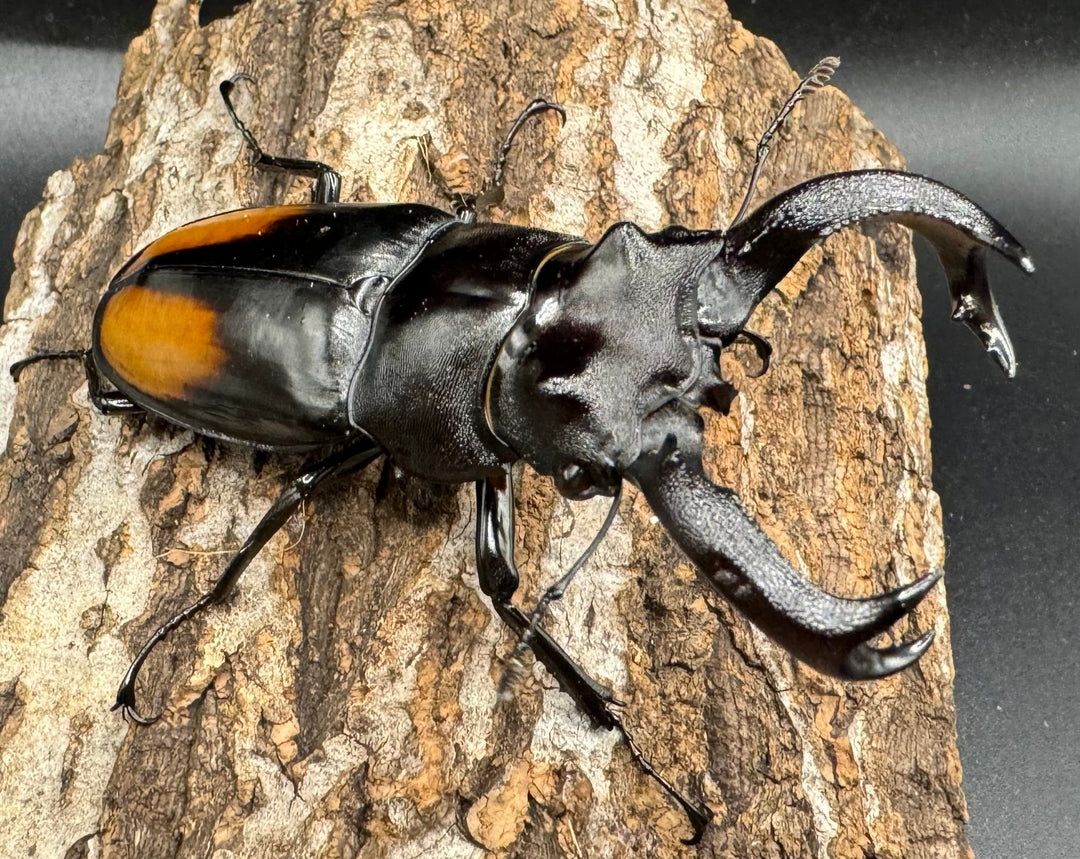 【WD】《セアカフタマタ（パリーフタマタ） 85mm ペア》