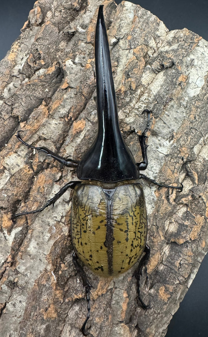 《ヘラクレス・ヘラクレス 141mm ペア》