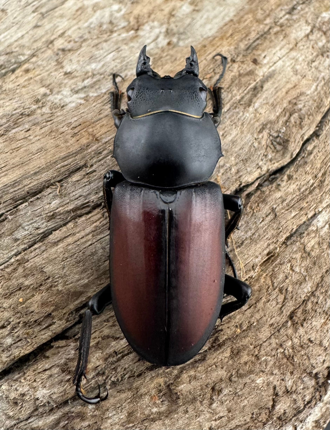 【WD】《マクレイコクワ 雲南省産 37mm ♀単》