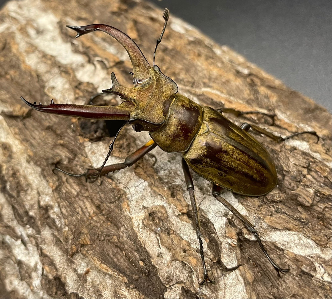 【WD】《ビクトリウスミヤマクワガタ 60mm ペア》