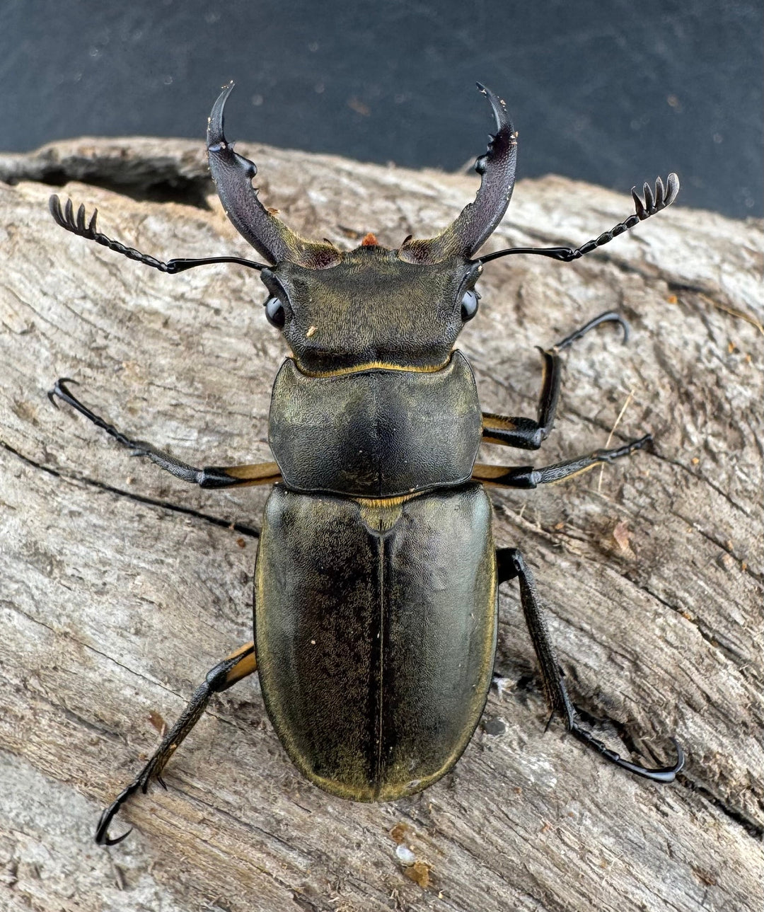 【WD】《カンターミヤマ亜種colasi 雲南省産 43mm B品ペア》