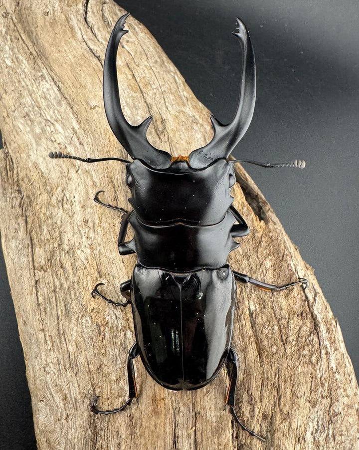 【WD】《インターメディアツヤクワガタ ネグロス島産 94mm ペア》