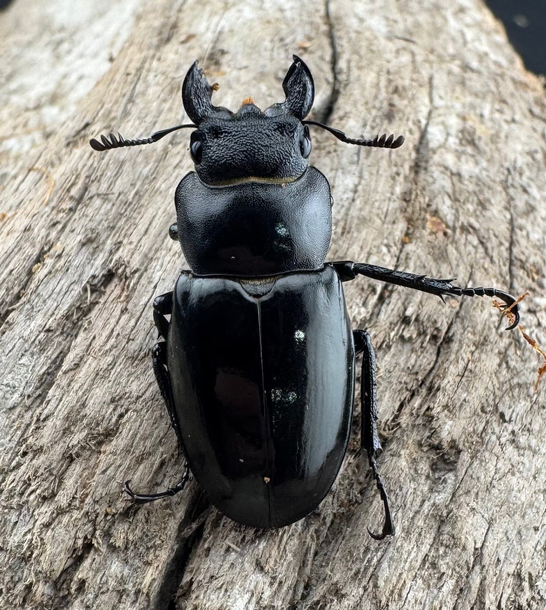 【WD】《シセンミヤマクワガタ 36mm ♂♀♀トリオ》