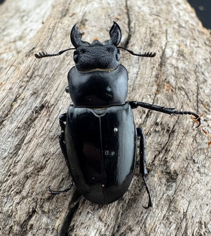 【WD】《シセンミヤマクワガタ 36mm ♂♀♀トリオ》