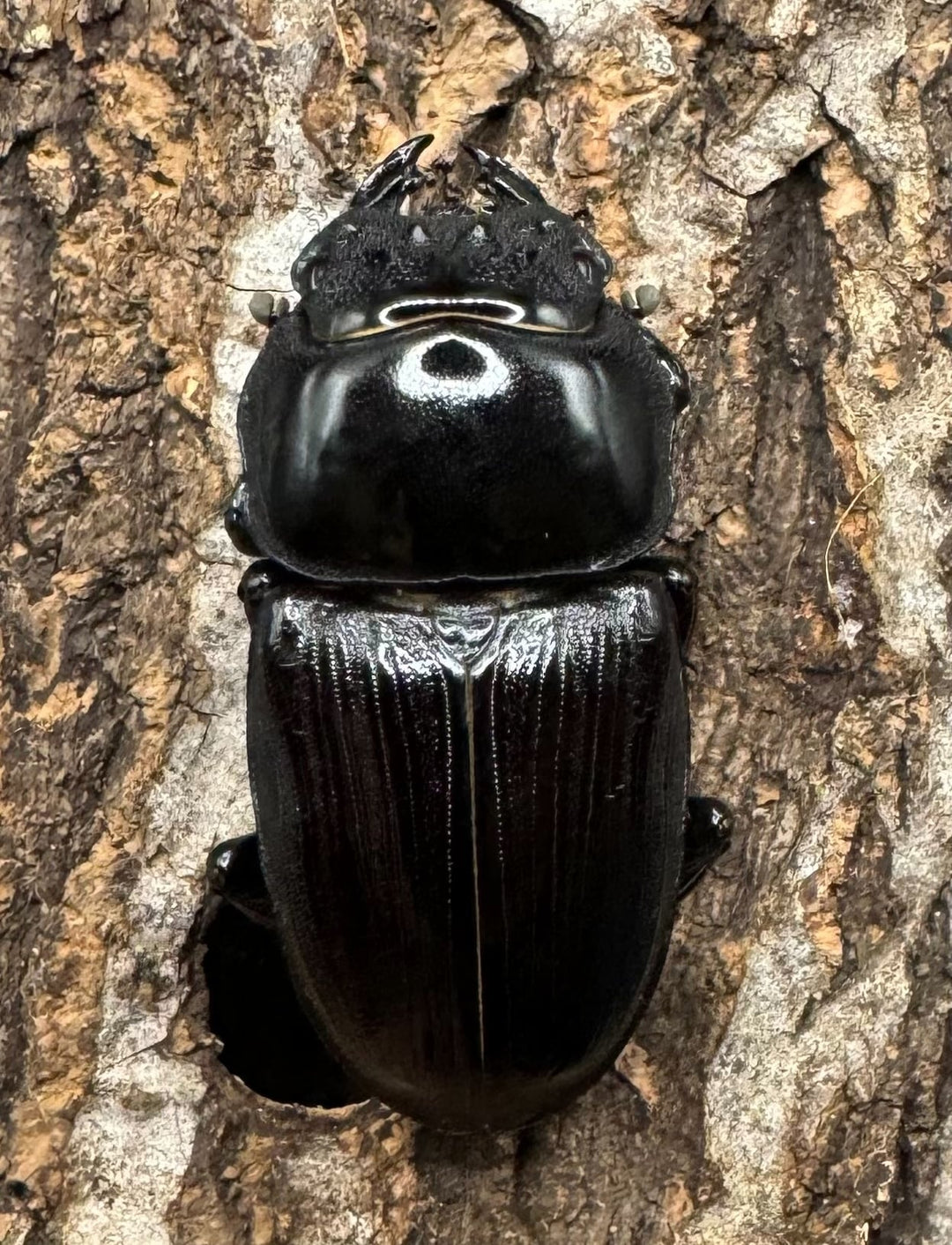 《ホペイオオクワ STA 73mm ペア》