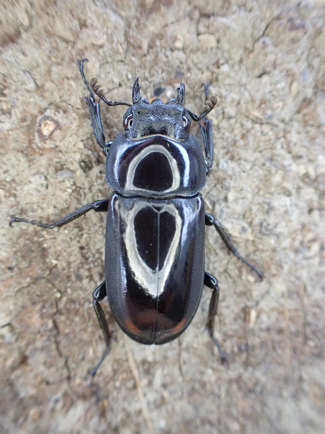 【WD】《ビシグナートゥスコクワ ペア》