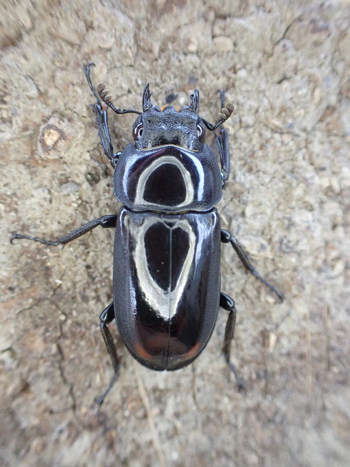 【WD】《ビシグナートゥスコクワ ペア》