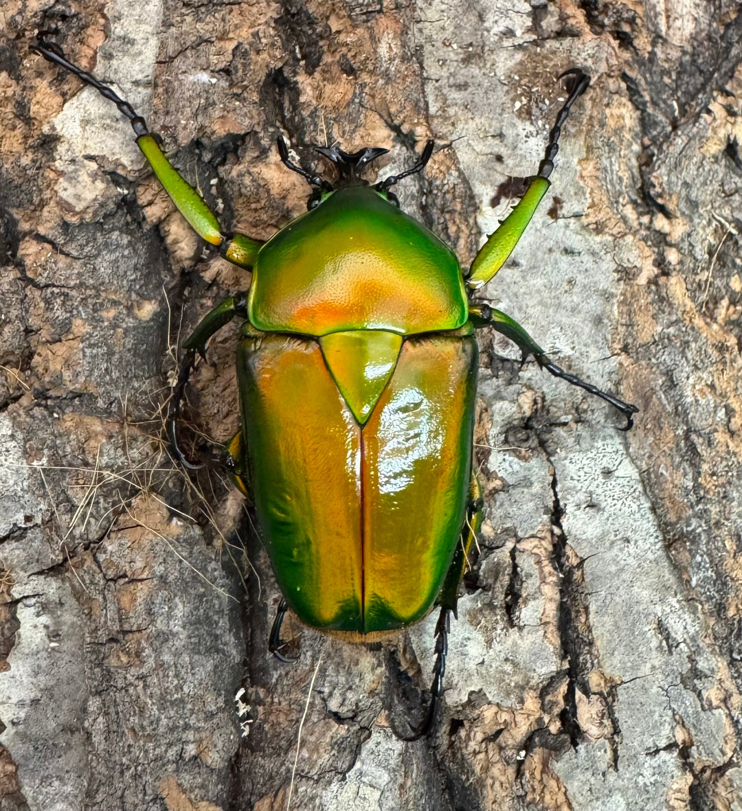 《ミカンスオオツノカナブン 45mm ペア》