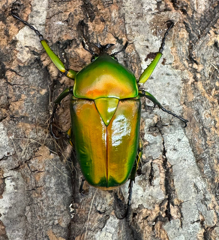 《ミカンスオオツノカナブン 45mm ペア》