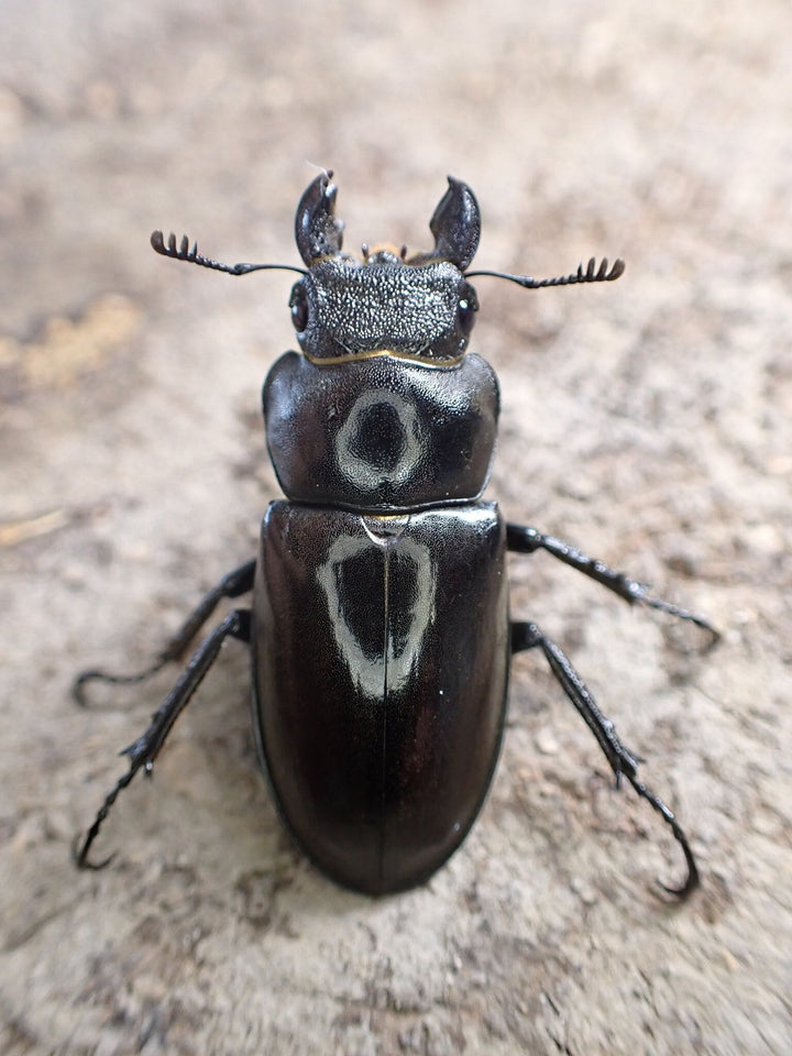 【WD】《デューベイアヌスミヤマ 33mm ♀単》