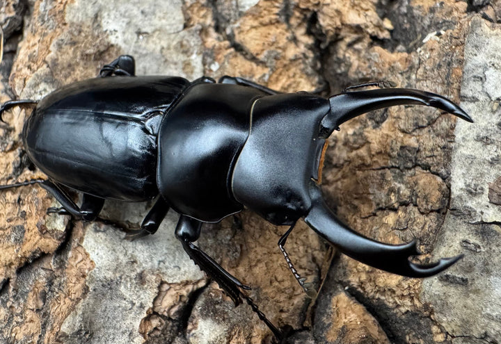 【WD】《シネンシスコクワ ssp. 怒江亜種 43mm ペア》