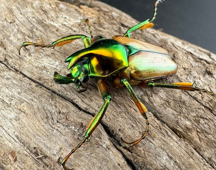 【WD】《モーニッケヒメカブトハナムグリ カシブ産 Free ペア》②