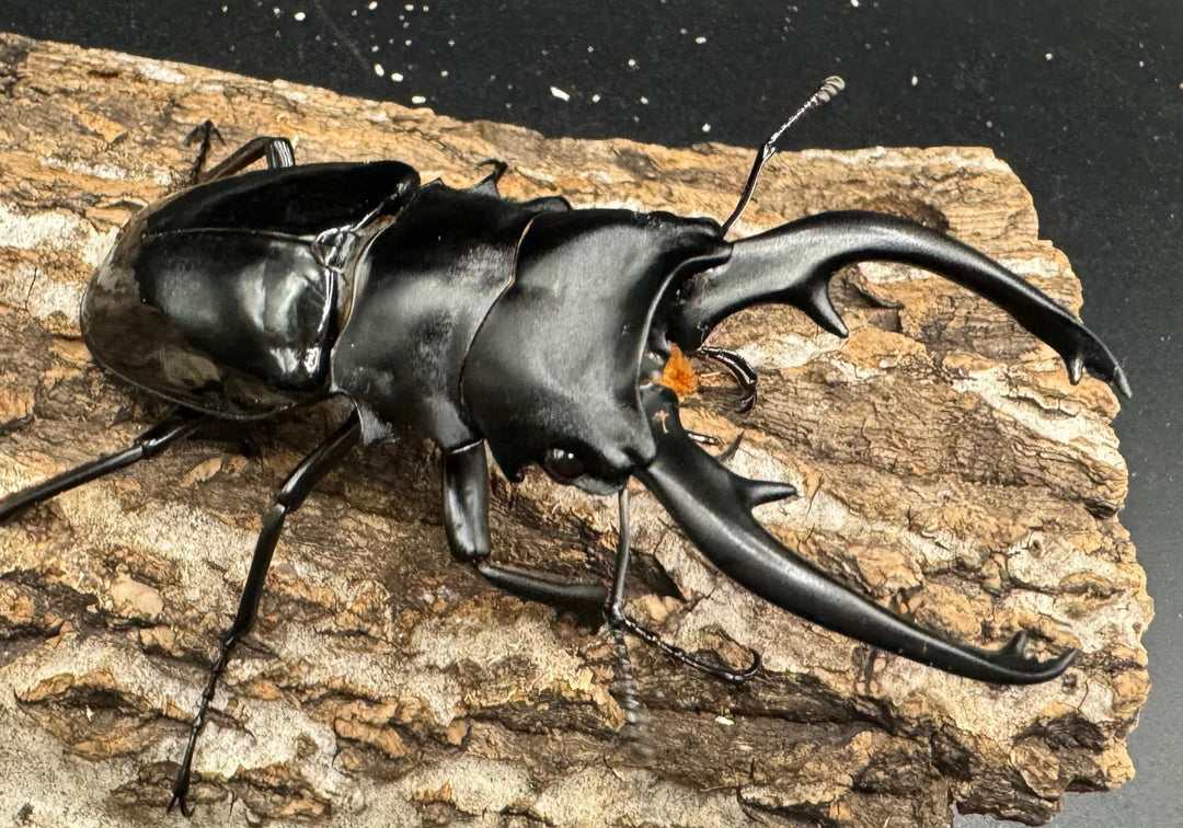 【WD】《インターメディアツヤクワガタ 91mm ペア》