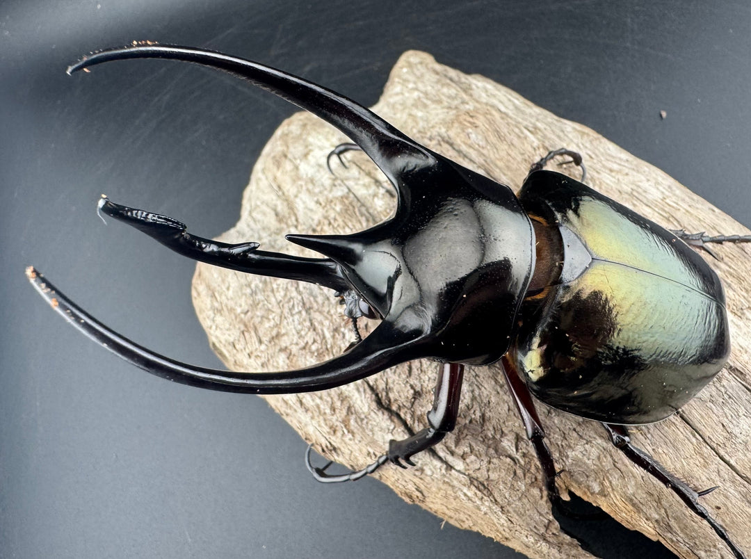 【WD】《ジャワコーカサスオオカブト 105.5mm ペア》