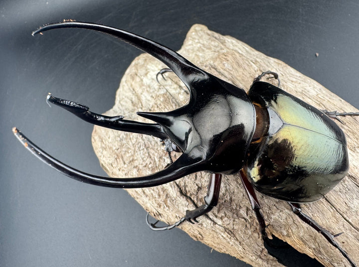 【WD】《ジャワコーカサスオオカブト 105.5mm ペア》