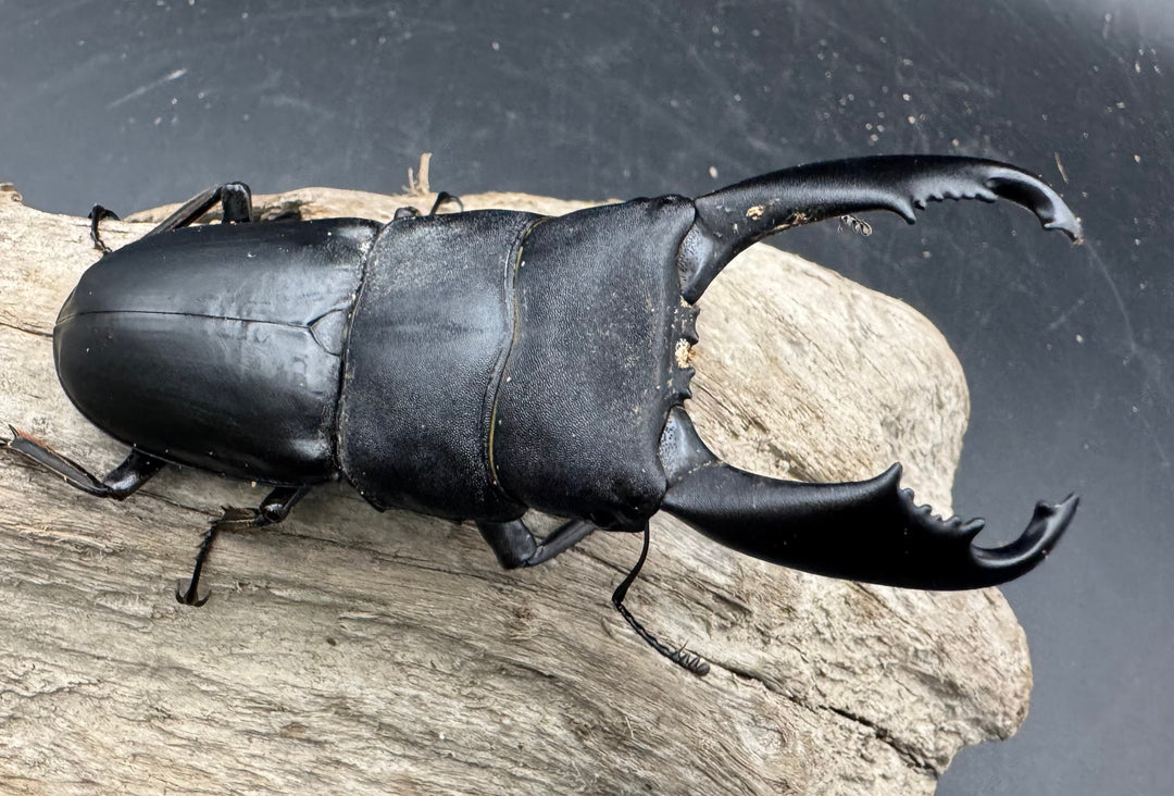 【WD】《西ペレンヒラタ（スラウェシオオヒラタ） 92.5mm ペア》