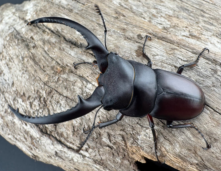 【WD】《アンドレアスノコギリヒラタ 中国産 51.5mm ペア》