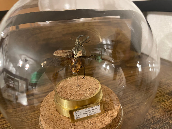 インテリア標本《リンデンコフキクワゴタ♂》