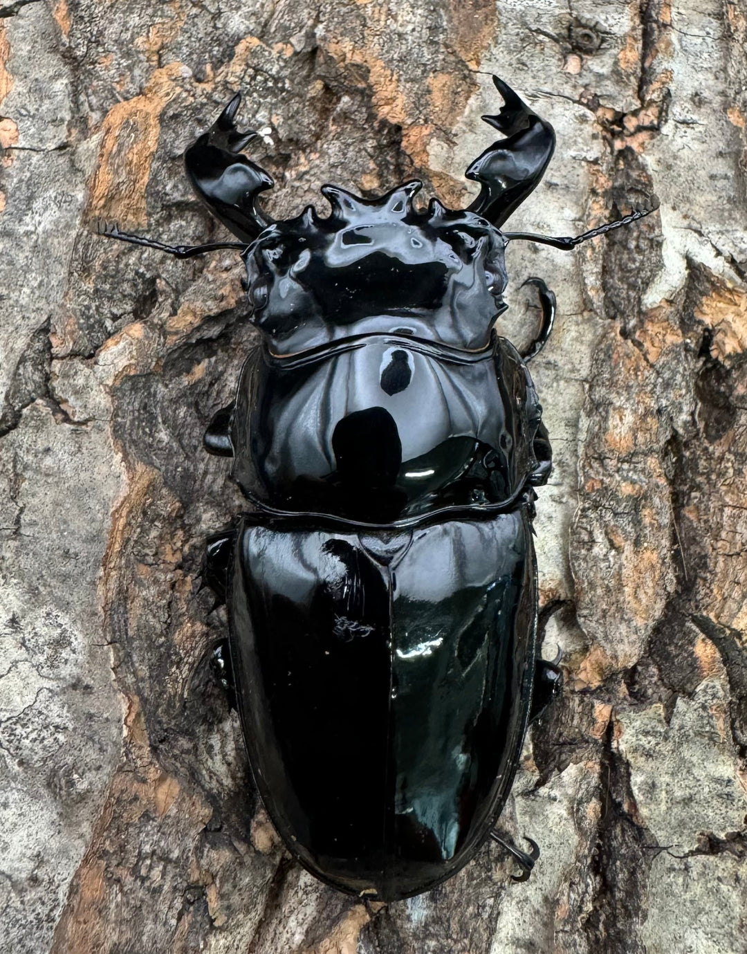 《タランドゥスオオツヤクワガタ 76.5mm ペア》