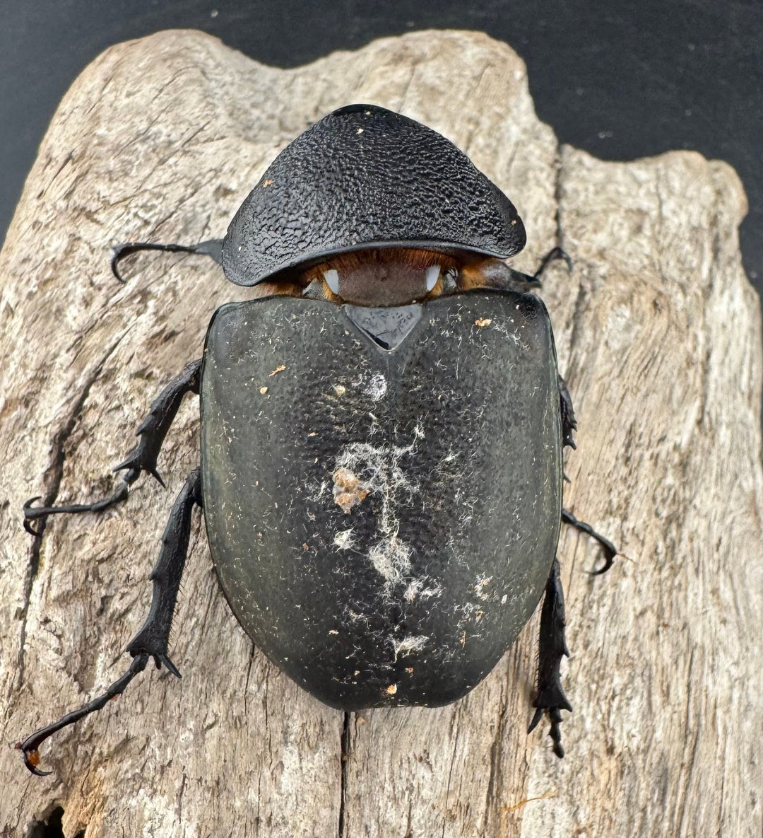 【WD】《ミンダナオアトラスオオカブト マラグサン 産 93mm A’品ペア》