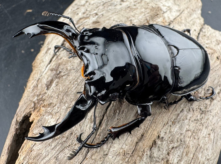 《レギウスオオツヤクワガタ 79.5mm ペア》