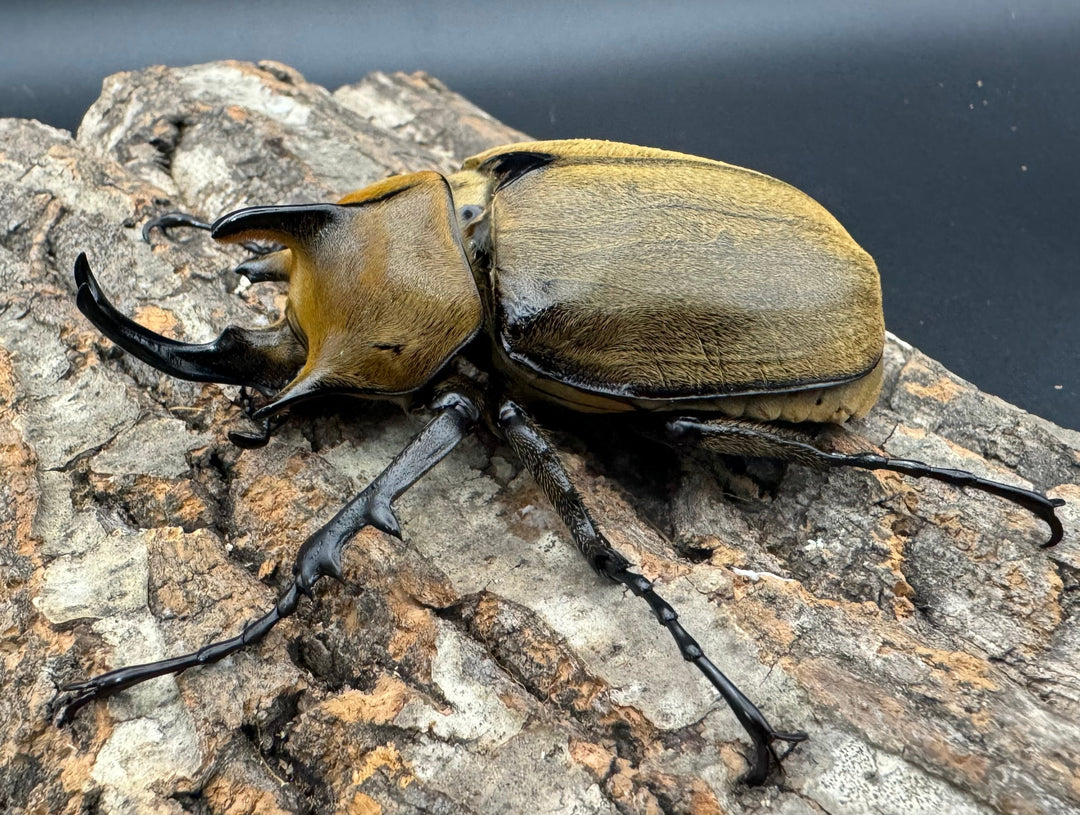 《ギアス ルンバッシャー 98mm ペア》