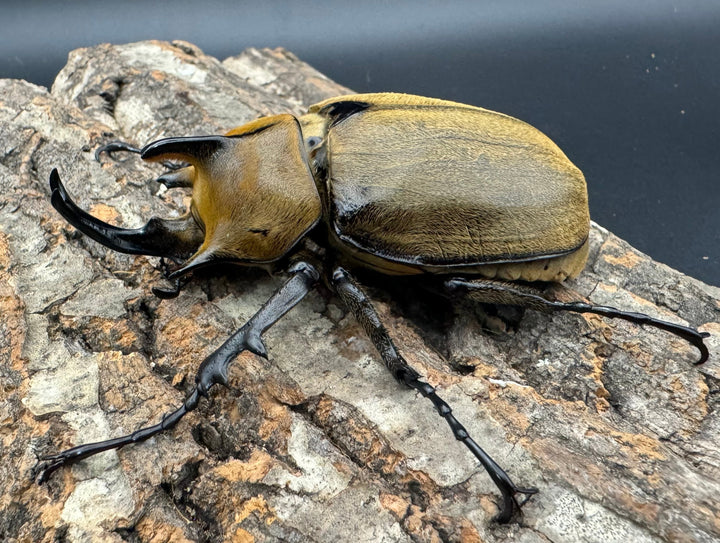 《ギアス ルンバッシャー 98mm ペア》