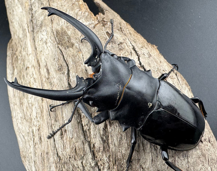 【WD】《ダールマンツヤクワガタ亜種celebensis 82mm ペア》