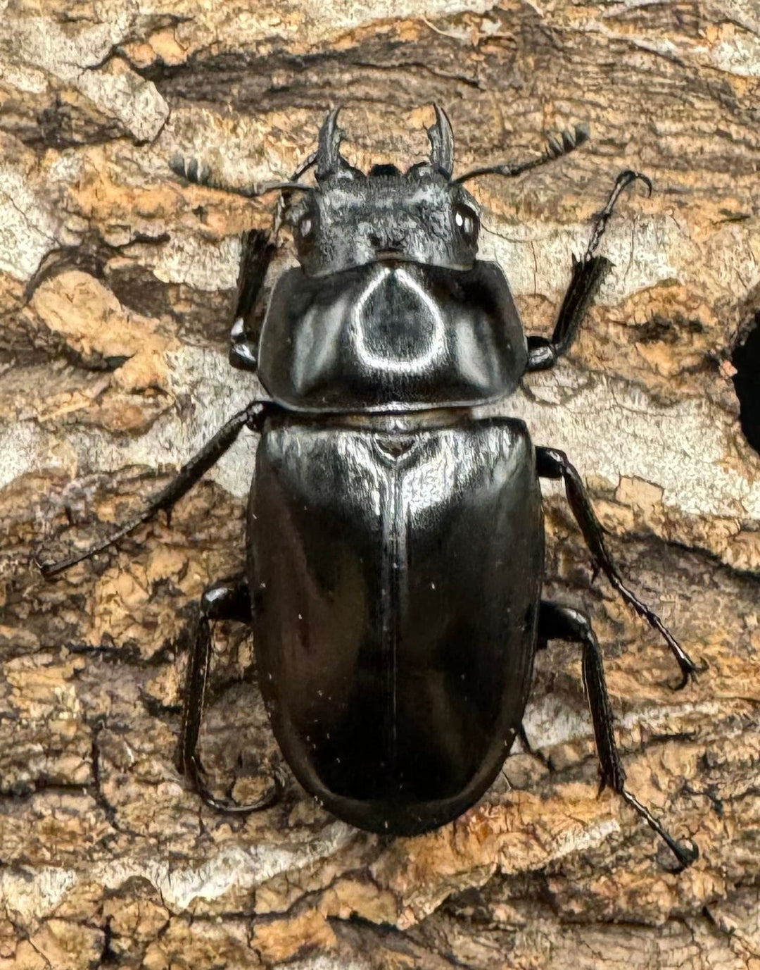 【WD】《ギラファノコギリ亜種ボロブドゥール 83.5mm ペア》