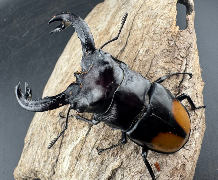 【WD】《セアカフタマタ（パリーフタマタ） 85mm ペア》