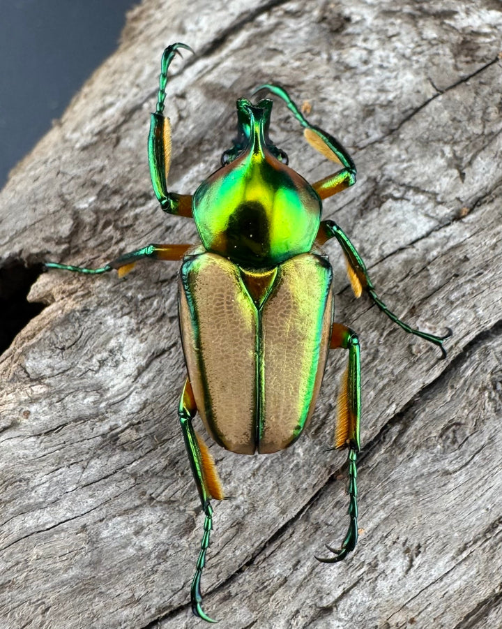 【WD】《セブヒメカブトハナムグリ亜種kachikun ペア》