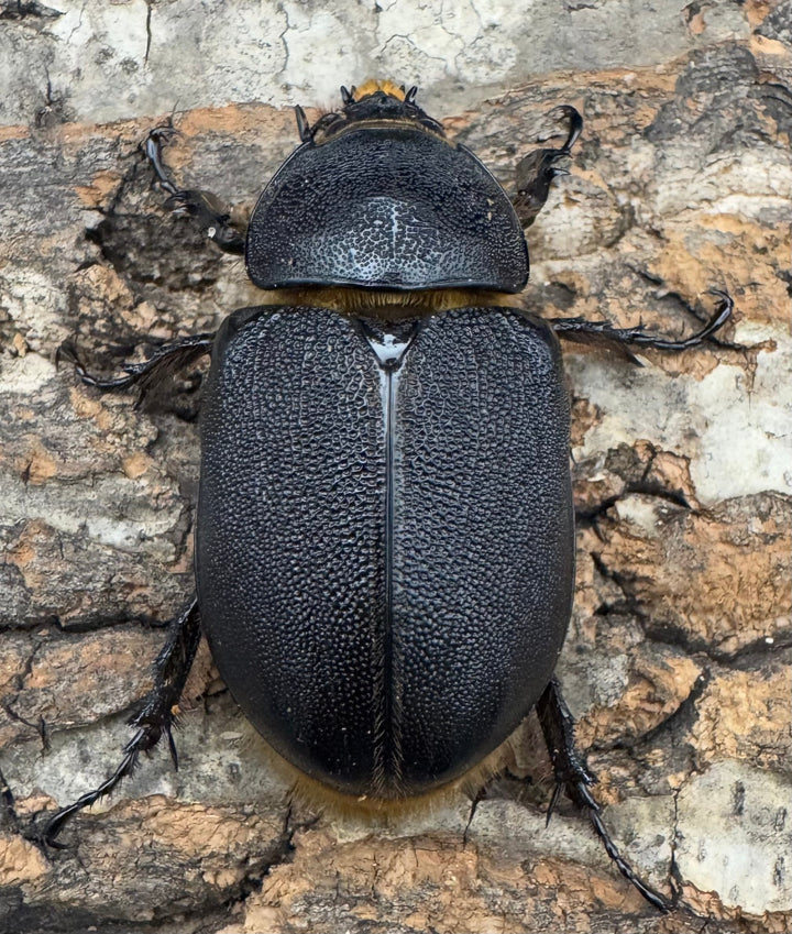 《サタンオオカブト 75mm ペア》