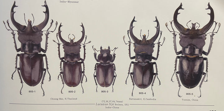 【WD】《フライミヤマクワガタ 73mm ペア》
