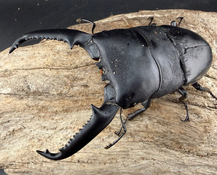 【WD】《パラワンオオヒラタ ガントン産 98mm ペア》