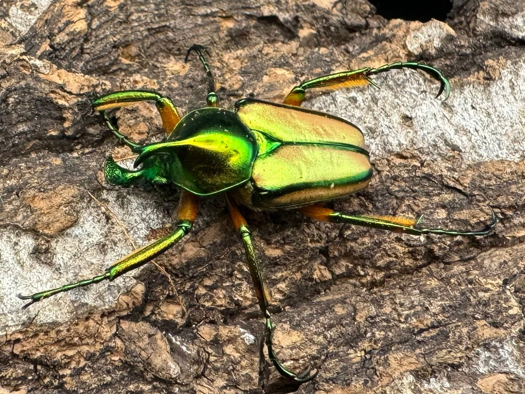 【WD】《セブヒメカブトハナムグリ ペア》