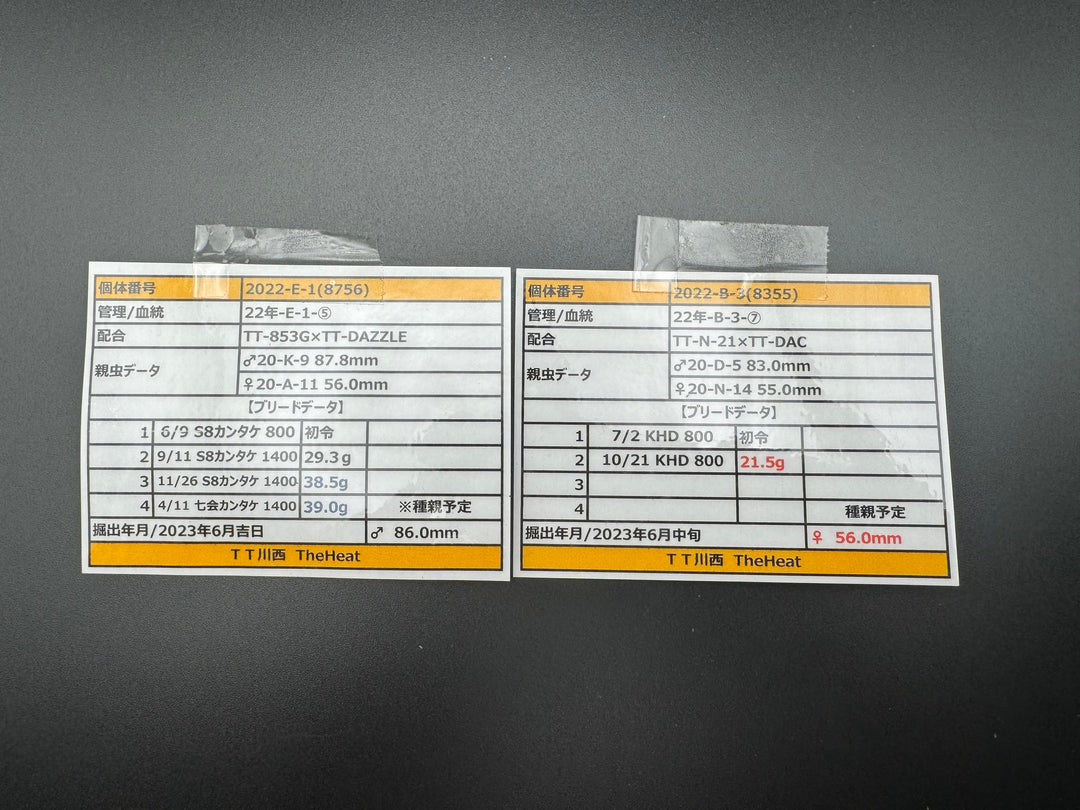 《オオクワガタ TT川西血統 86mm B品ペア》ヒート氏ブリード個体